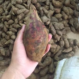 khoai sâm giá sỉ