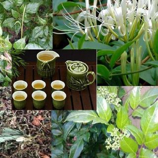 Sơn Mật Hồng Sâm - Thảo Lộc