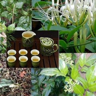 Sơn Mật Hồng Sâm - Thảo Lộc