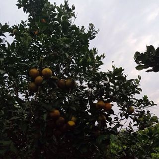 Cam Vinh Lục Ngạn