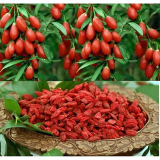 Quả Kỷ Tử - Trà Thảo Lộc