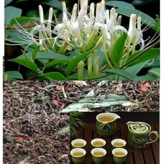 Trà Sơn Mật Hồng Sâm - Thảo Lộc