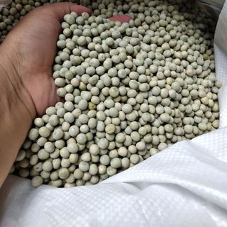 Đậu hà lan xanh nguyên hạt/tách hạt nguồn gốc rõ ràng bỏ sỉ số lượng lớn