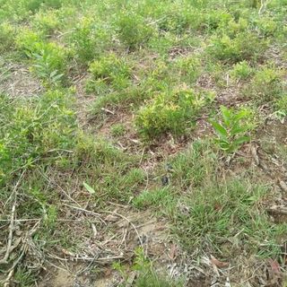 Tinh dầu tràm nhà nấu nguyên chất