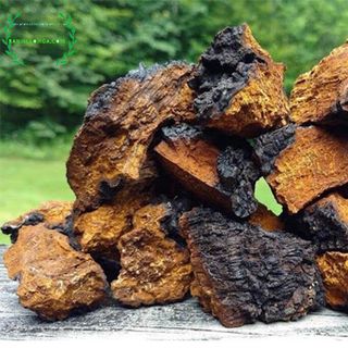 Nấm chaga nguyên tảng của Nga