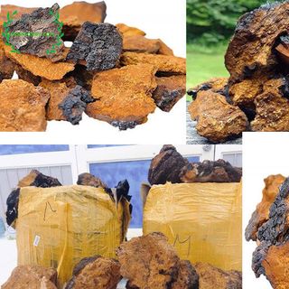 Nấm chaga nguyên tảng của Nga