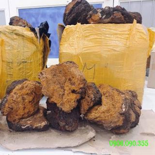 Nấm chaga nguyên tảng của Nga