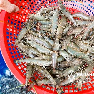 Cung cấp giá sỉ tôm sú tôm thẻ