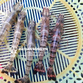 Cung cấp giá sỉ tôm sú tôm thẻ