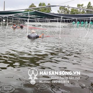 Cung cấp giá sỉ tôm sú tôm thẻ