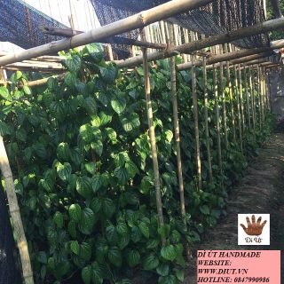 PHÂN PHỐI LÁ TRẦU KHÔNG GIÁ SỈ - LẺ BỘT LÁ TRẦU KHÔNG GIÁ SỈ - LẺ TÚI LỌC BỘT LÁ TRẦU KHÔNG GIÁ SỈ -LẺ NƯỚC CẤT LÁ TRẦU KHÔNG GIÁ SỈ - LẺ LÁ TRẦU KHÔNG KHÔ GIÁ SỈ LẺ