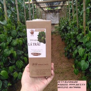 PHÂN PHỐI LÁ TRẦU KHÔNG GIÁ SỈ - LẺ BỘT LÁ TRẦU KHÔNG GIÁ SỈ - LẺ TÚI LỌC BỘT LÁ TRẦU KHÔNG GIÁ SỈ -LẺ NƯỚC CẤT LÁ TRẦU KHÔNG GIÁ SỈ - LẺ LÁ TRẦU KHÔNG KHÔ GIÁ SỈ LẺ
