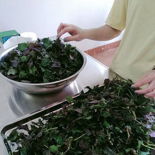 PHÂN PHỐI TÍA TÔ GIÁ SỈ - LẺ BỘT TÍA TÔ  GIÁ SỈ - LẺ NƯỚC TÍA TÔ GIÁ SỈ - LẺ TÍA TÔ KHÔ GIÁ SỈ - LẺ