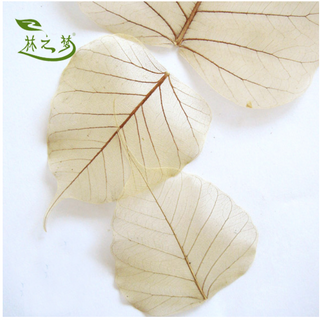 Lá Bồ Đề Khô Ép In Hình Phật Và Hoa Sen Ép Nhựa