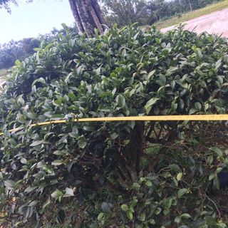 Cây trà xanh bonsai bán sỉ