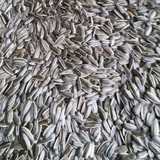 Hạt hướng dương rang sẵn