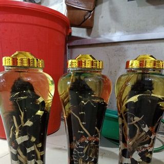 Bìm bịp ngậm cạp nong