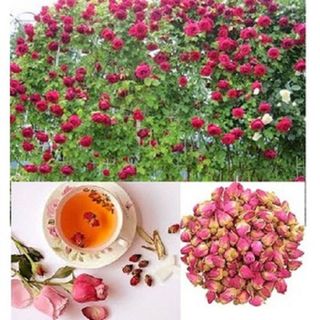 Trà Hoa Hồng sấy khô - Hoa quả Detox giá sỉ​