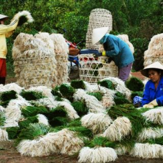 Củ kiệu đặc sản vùng đất Bình Định