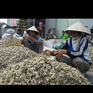 Củ kiệu đặc sản vùng đất Bình Định