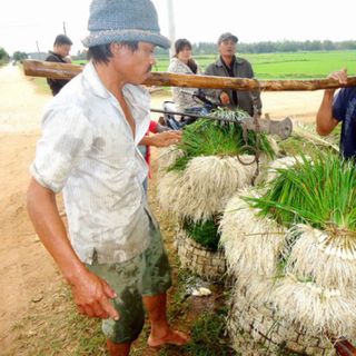 Củ kiệu đặc sản vùng đất Bình Định