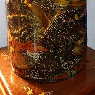 kỳ đà ngâm rượu Bình 30L