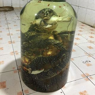 kỳ đà ngâm rượu Bình 30L