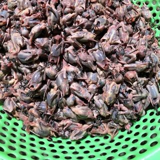 én tươi ngon