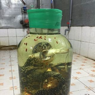 kỳ đà ngâm rượu Bình 30L