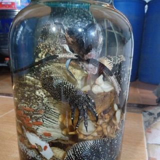 kỳ đà ngâm rượu Bình 30L
