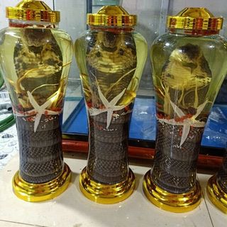 Rượu rắn hổ mang bình 7L