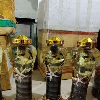 Rượu rắn hổ mang bình 7L
