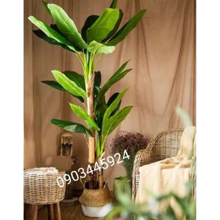 Cây Chuối Cảnh giả giống thật cao 1m6