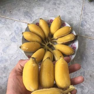 chuối sáp sống 1kg