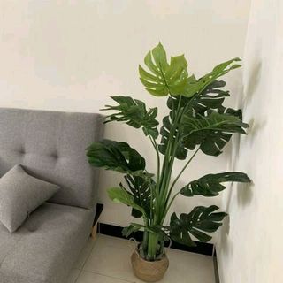 Cây lá rùa phong thủy trang trí nhà cửa cao 13met- Cây Giả