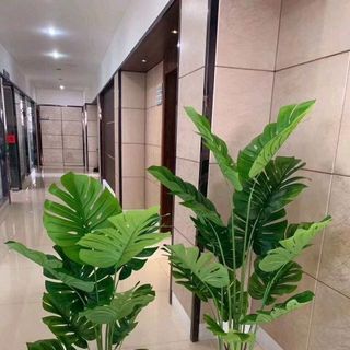 Cây lá rùa phong thủy trang trí nhà cửa cao 13met- Cây Giả