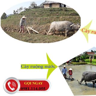 Dòng máy cày xới mini Vikyno được ưa chuộng nhất hiện nay