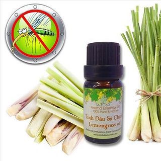 Tinh dầu Sả Chanh điều hòa môi trường KHỬ MÙI phòng ốC và đuổi côn trùng
