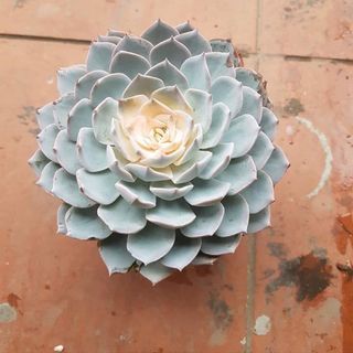 Hoa sen đá hồng tâm và hoa sen Ngọc