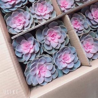 Hoa sen đá hồng tâm và hoa sen Ngọc