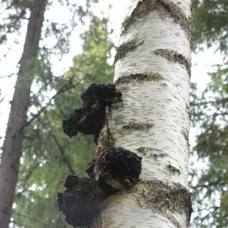 Nấm chaga Nga loại nghiền nhỏ 1kg/ bịch