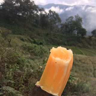 KHOAI SÂM LÀO CAI - BỔ NHƯ SÂM