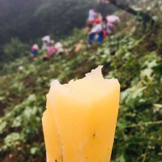 KHOAI SÂM LÀO CAI - BỔ NHƯ SÂM