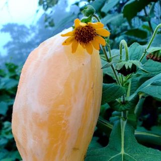 KHOAI SÂM LÀO CAI - BỔ NHƯ SÂM