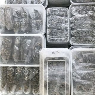 Dế thịt