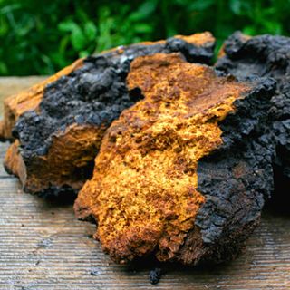 Nấm chaga Nga loại nghiền nhỏ 1kg/ bịch