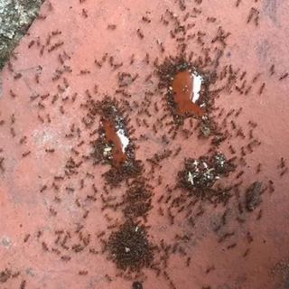 Thuốc diệt kiến gián sinh học