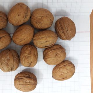 QUẢ ÓC CHÓ MỸ