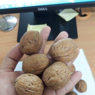 QUẢ ÓC CHÓ MỸ