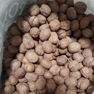 QUẢ ÓC CHÓ MỸ